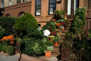 Brooklyn Constant Gardener