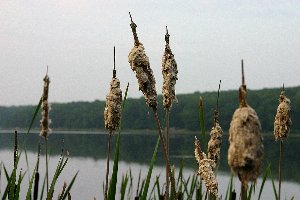 Old Cat-tails